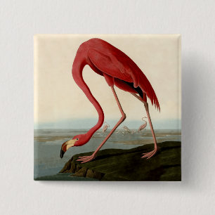 Bóton Quadrado 5.08cm Flamingo do americano de Audubon