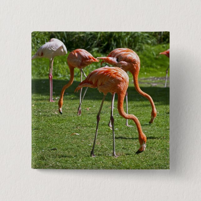 Bóton Quadrado 5.08cm Flamingos (Frente)