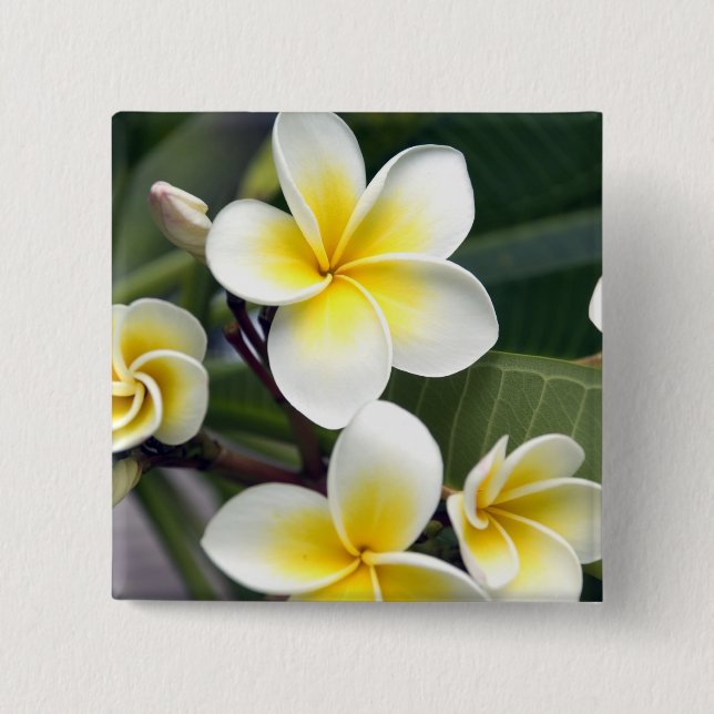 Bóton Quadrado 5.08cm flor de frangipani Ilhas Cook (Frente)