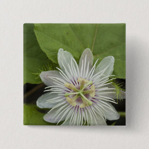 Bóton Quadrado 5.08cm Flor de Maracujá dos Galápagos Passiflora foetida