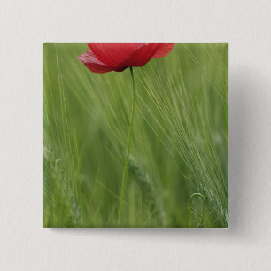 Bóton Quadrado 5.08cm Flor de papoula vermelha entre a cultura de trigo,