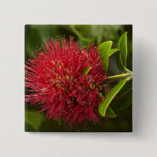 Bóton Quadrado 5.08cm Flor de Pohutukawa, Dunedin