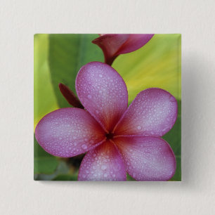 Bóton Quadrado 5.08cm Flor, Plumeria sp.), Pacífico Sul, Niue