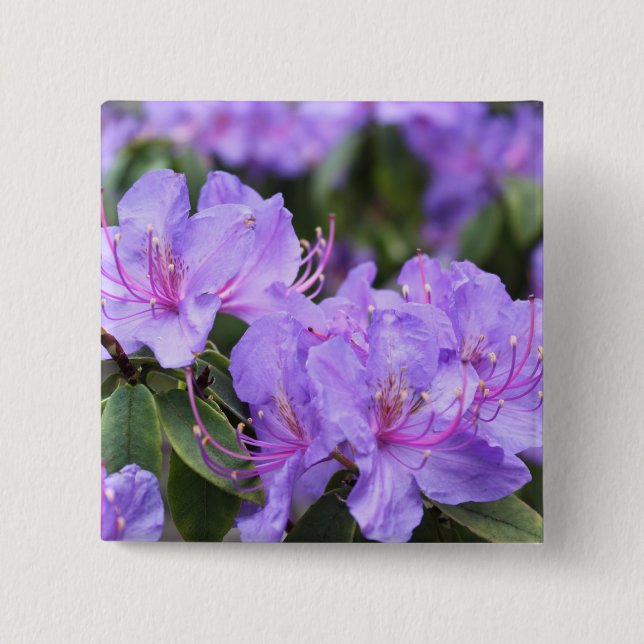 Bóton Quadrado 5.08cm flores de azálea roxas, 杜鹃花 (Frente)