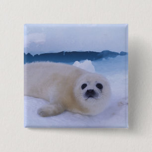 Bóton Quadrado 5.08cm Foca-da-Groenlândia América do Norte, Canadá, Queb