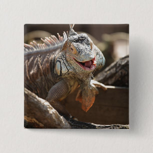 Bóton Quadrado 5.08cm Foto de riso da iguana