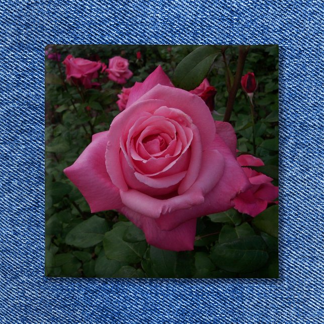 Bóton Quadrado 5.08cm Foto rosa rosa rosa rosa rosa (Pink Rose Button)