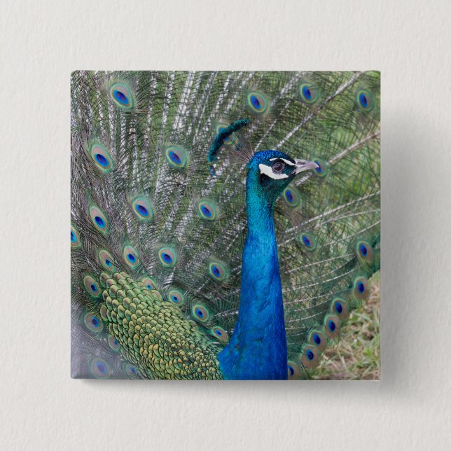Bóton Quadrado 5.08cm Fotografia de Peacock (Frente)