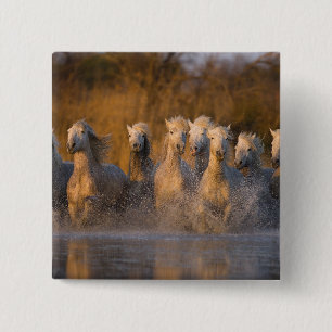 Bóton Quadrado 5.08cm França, Provença. Cavalos brancos Camargue