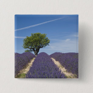Bóton Quadrado 5.08cm França, Provença. Fileiras de lavanda em flor. 4