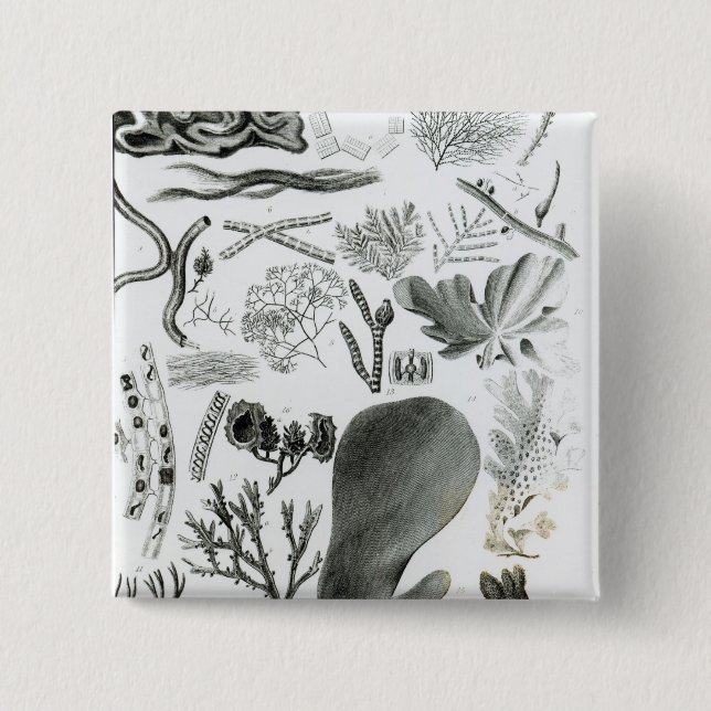 Bóton Quadrado 5.08cm Fuco de Conferra (Frente)