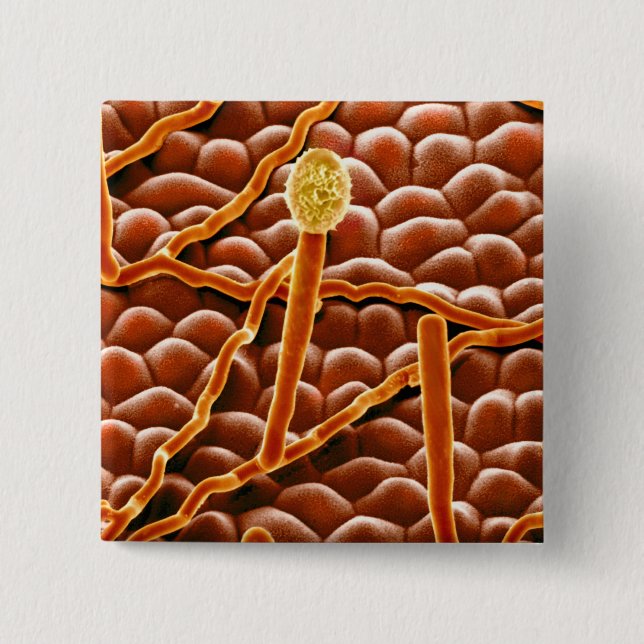 Bóton Quadrado 5.08cm Fungo do oídio pulverulento na poinsétia (Frente)