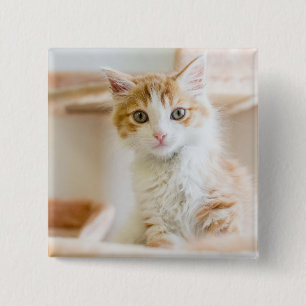 Bóton Quadrado 5.08cm Gatinho alaranjado & branco