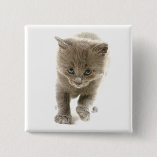 Bóton Quadrado 5.08cm gatinho bonito