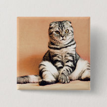 Gatinho Bonito Desenterrado