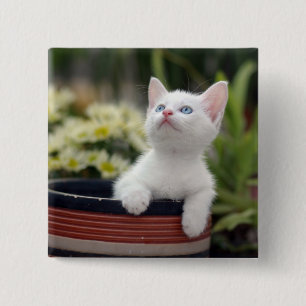 Bóton Quadrado 5.08cm Gatinho branco turco