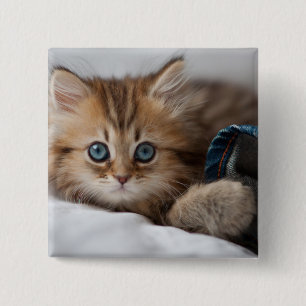 Bóton Quadrado 5.08cm Gatinho com olhos azuis