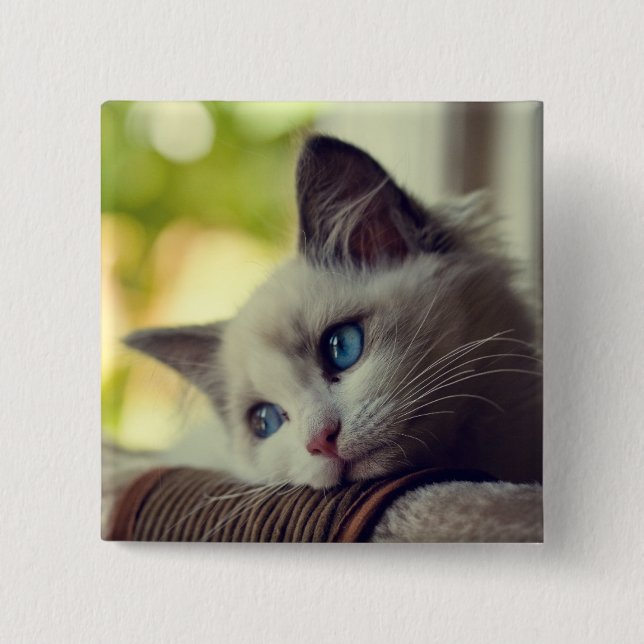 Bóton Quadrado 5.08cm Gatinho de Ragdoll (Frente)