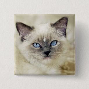 Bóton Quadrado 5.08cm gatinho Ragdoll