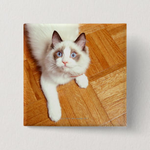 Bóton Quadrado 5.08cm Gato de Ragdoll no assoalho, vista elevado