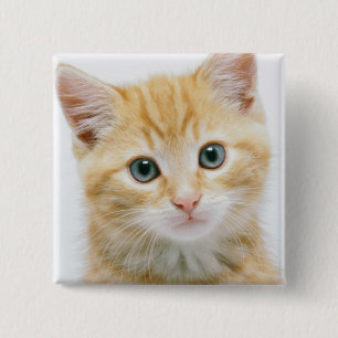 Bóton Quadrado 5.08cm Gato malhado da laranja doce