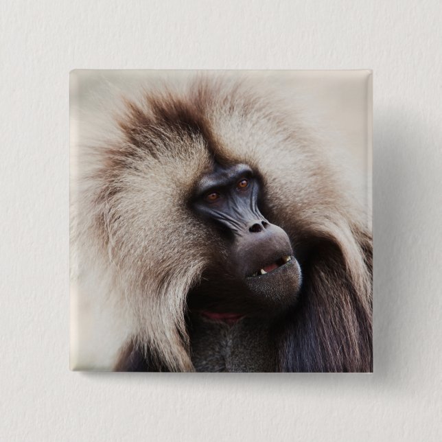 Bóton Quadrado 5.08cm Gelada Baboon, Etiópia (Frente)