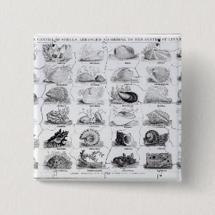 Bóton Quadrado 5.08cm Géneros da serra de vaivém dos escudos, bar. por