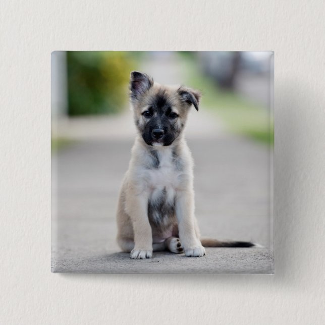 Bóton Quadrado 5.08cm German shepherd Puppy no caminho (Frente)