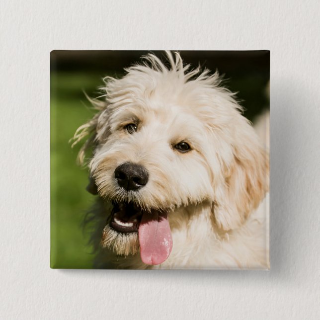 Bóton Quadrado 5.08cm Goldendoodle Puppy (Frente)