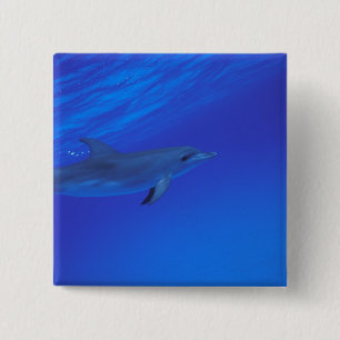 Bóton Quadrado 5.08cm Golfinho pintado do Caribe, Bahamas