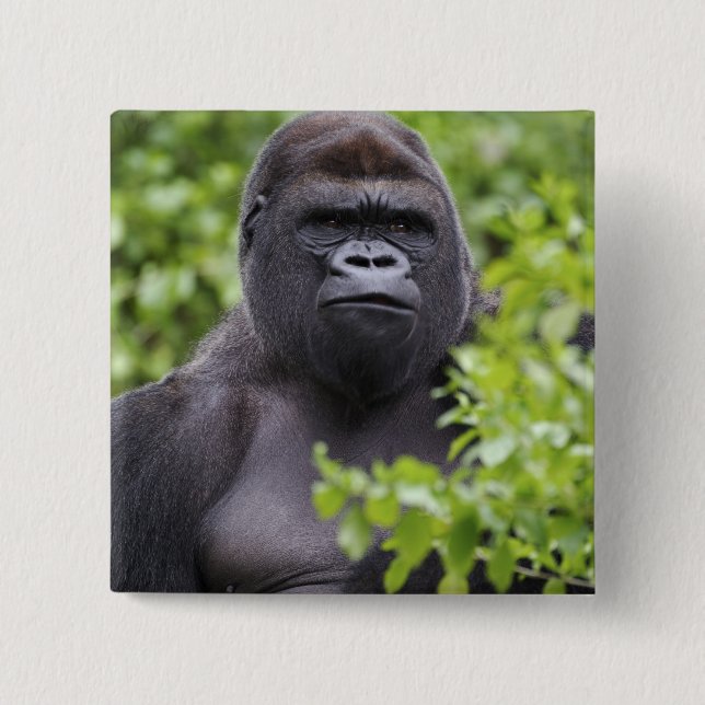 Bóton Quadrado 5.08cm Gorila-de-costas-silverback, Gorilla gorilla, (Frente)