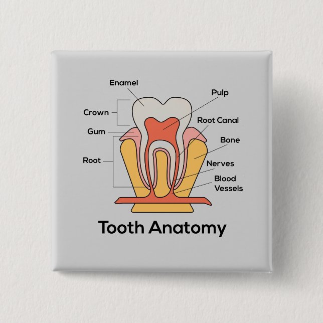 Bóton Quadrado 5.08cm Gráfico de Anatomia dos Dentes (Frente)
