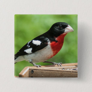 Bóton Quadrado 5.08cm Grosbeak de peito rosa
