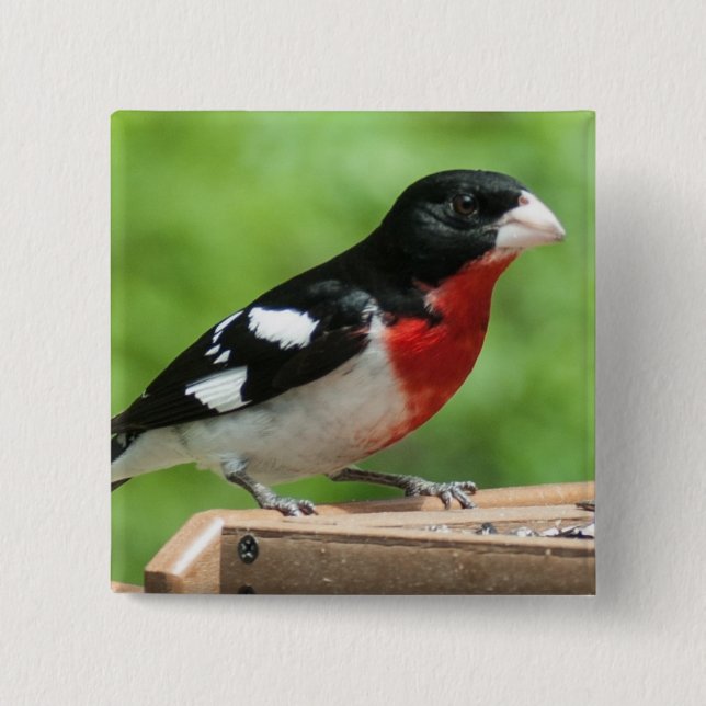 Bóton Quadrado 5.08cm Grosbeak de peito rosa (Frente)