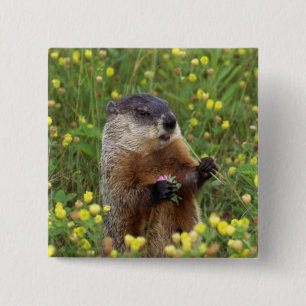 Bóton Quadrado 5.08cm Groundhog Pose