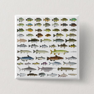 Bóton Quadrado 5.08cm Grupo de Peixes Águas frescas da América do Norte