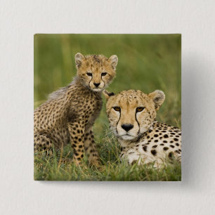 Bóton Quadrado 5.08cm Guepardo, Acinonyx jubatus, com filhote