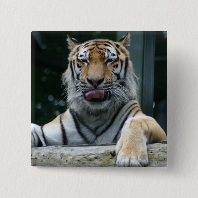 Bóton Quadrado 5.08cm HAMbWG - Botão Quadrado - Tigre (Frente)