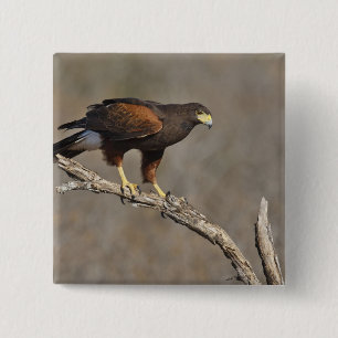 Bóton Quadrado 5.08cm Harris's Hawk perched raptor