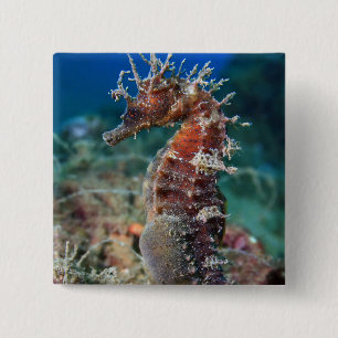 Bóton Quadrado 5.08cm Hipocampo Ramulosus do cavalo de mar  