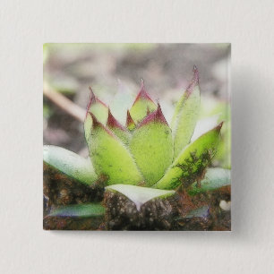 Bóton Quadrado 5.08cm Houseleek - Sempervivum