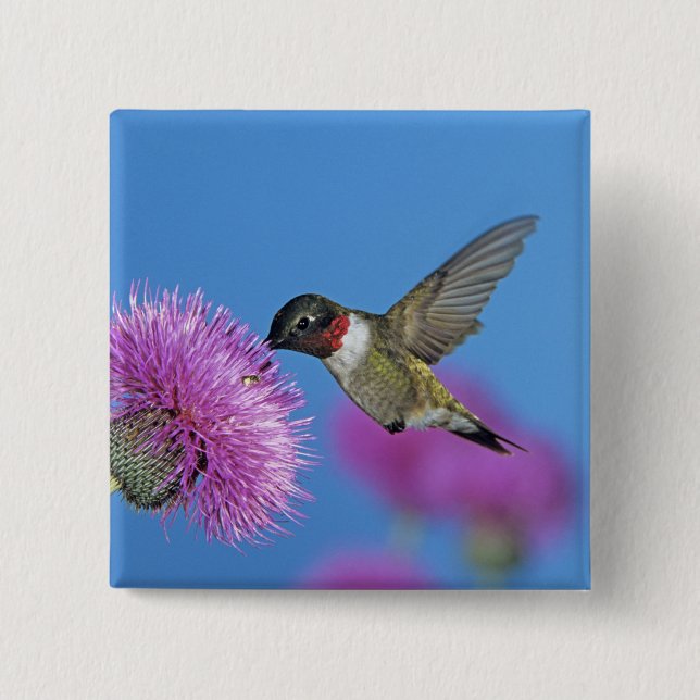 Bóton Quadrado 5.08cm Hummingbird com garganta (Frente)