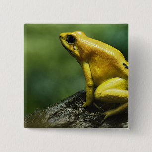Bóton Quadrado 5.08cm igualmente sabido como o sapo dourado do dardo;