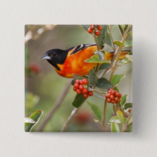 Bóton Quadrado 5.08cm Ilha de South Padre, Texas, EUA, Baltimore Oriole
