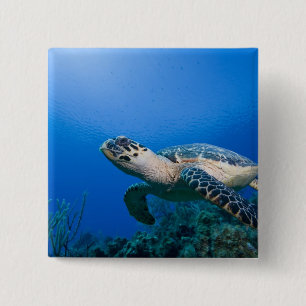 Bóton Quadrado 5.08cm Ilhas Cayman, Little Cayman Island, Subaquático 2