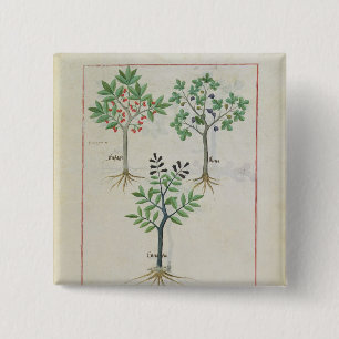 Bóton Quadrado 5.08cm Ilustração do "livro das medicinas simples" 2