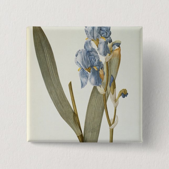 Bóton Quadrado 5.08cm Íris Pallida, de "Les Liliacees", 1812 (Frente)