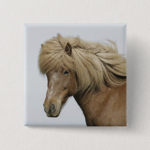 Bóton Quadrado 5.08cm Islândia. Retrato de um cavalo islandês.