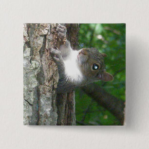 Bóton Quadrado 5.08cm Itens de Esquilo de Cinzas orientais (Sciurus caro