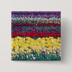 Bóton Quadrado 5.08cm jardim de exposição de tulipas no condado de Skagi